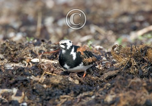 Turnstone in Summer pSumage DM1105